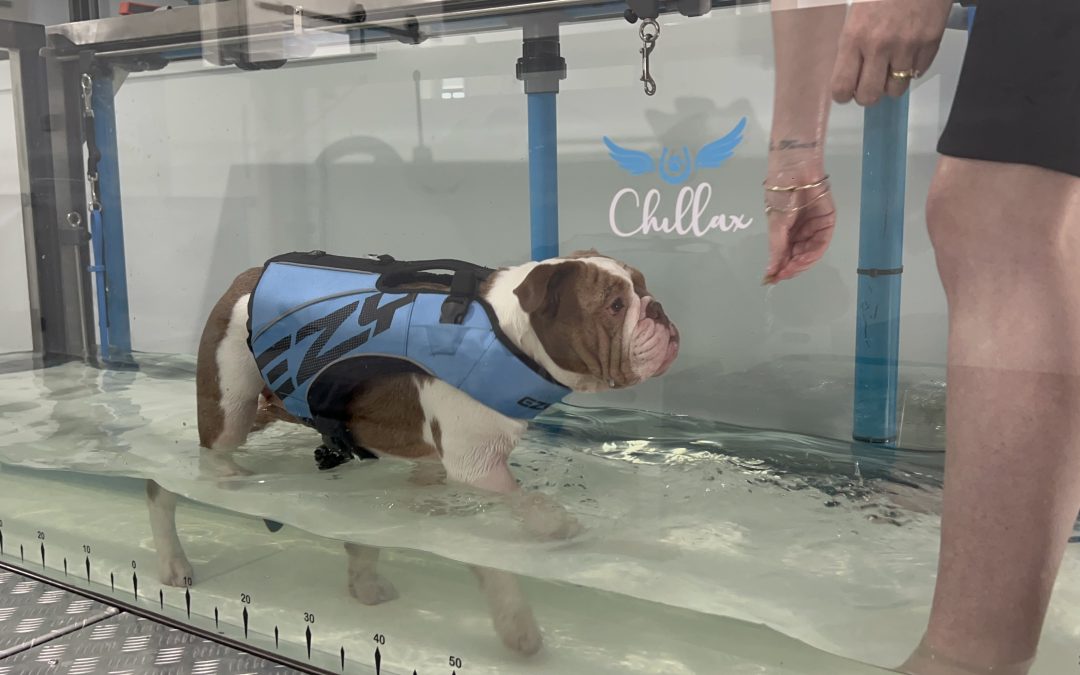 VETERINARY HYDRO REFERRALS