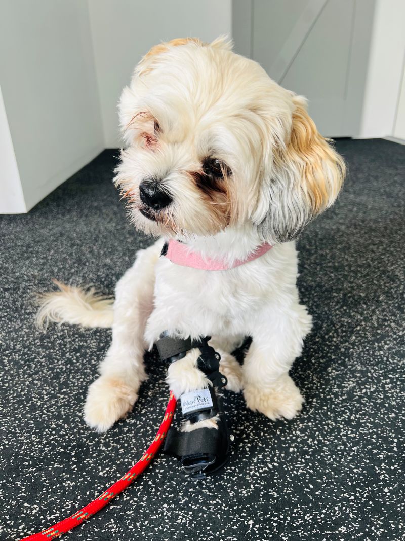 Tilly_Website_Mobility_Pic_for_Splint