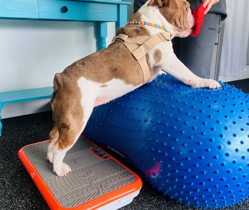 INITIAL ASSESSMENT FOR REHAB/HYDROTHERAPY 